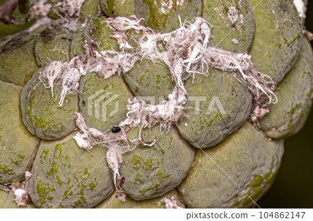 White Scale Insect 104862147