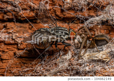 Dead Adult Flesh Fly Dead Adult Flesh Fly 104862149
