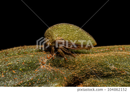 Adult Buffalo Treehopper 104862152