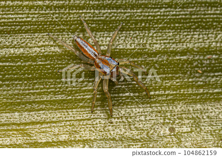 Jumping Spider Animal 104862159