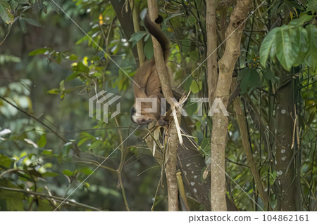 Azara Capuchin Monkey Animal Azara Capuchin Monkey Animal 104862161
