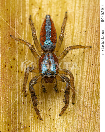 Jumping Spider Animal Jumping Spider Animal 104862162