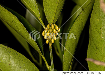 Phaneropterine Katydid Eggs Phaneropterine Katydid Eggs 104862163