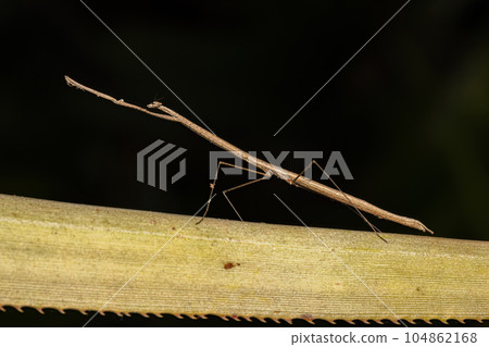 Adult Thespid Mantis Adult Thespid Mantis 104862168