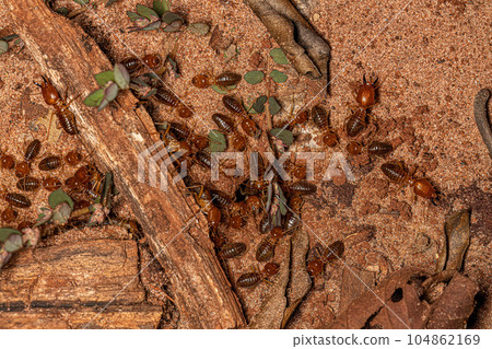 Adult Jawsnouted Termite Adult Jawsnouted Termite 104862169