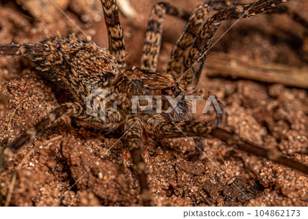 Adult Wandering Spider 104862173