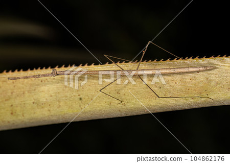 Adult Thespid Mantis Adult Thespid Mantis 104862176