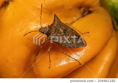 Adult Stink Bug Adult Stink Bug 104862180