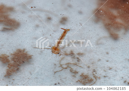 Culicine Mosquito Insect Larva Culicine Mosquito Insect Larva 104862185