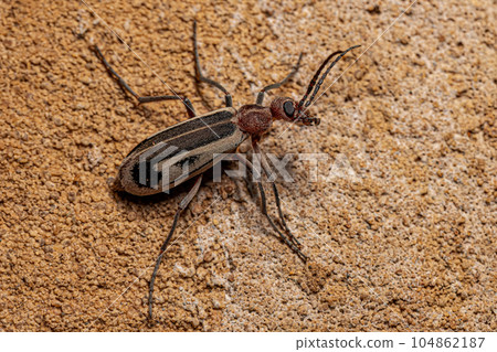 Adult Burning Blister Beetle 104862187