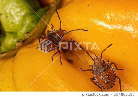 Stink bug nymph 104862195