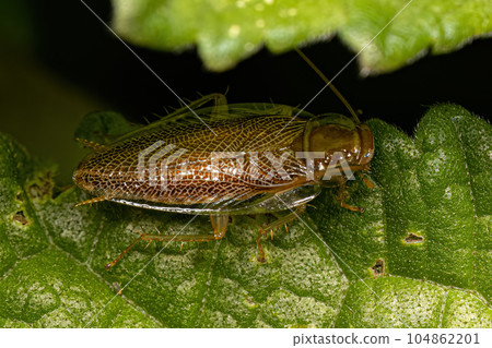 Adult Wood Cockroach Adult Wood Cockroach 104862201