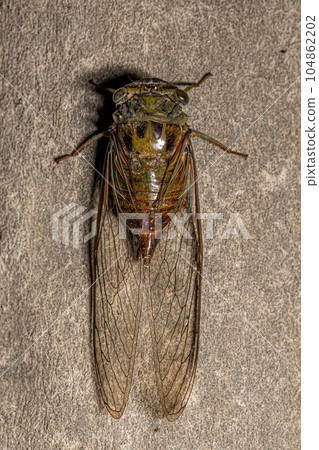 Adult Typical Cicada Adult Typical Cicada 104862202