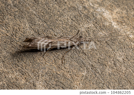 Adult Caddisfly Insect 104862205