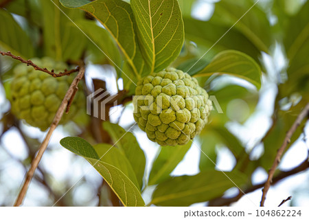 Sweetsop Green Fruit 104862224