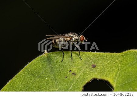 Adult Flesh Fly Adult Flesh Fly 104862232