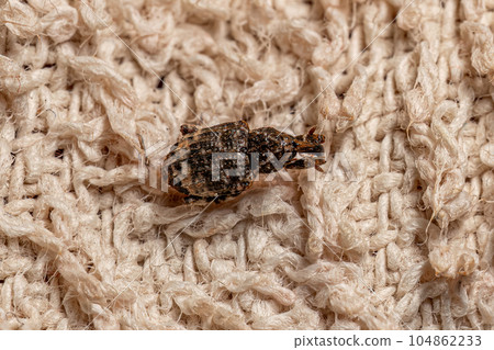 Adult True Weevil 104862233