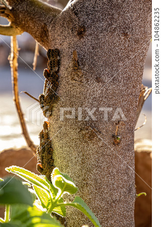 lemon tree trunk full of Insects lemon tree trunk full of Insects 104862235