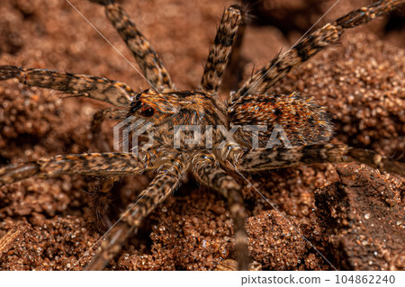 Adult Wandering Spider 104862240
