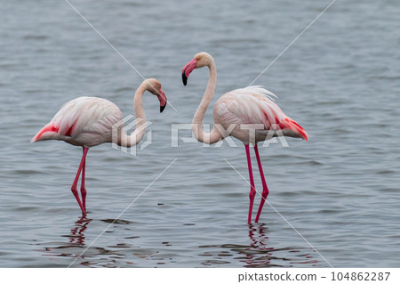 Flamingos near Walvis Bay Flamingos near Walvis Bay 104862287