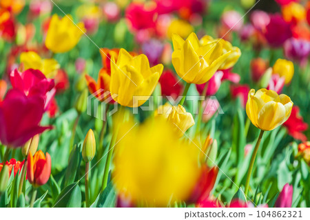 鬱金香國家昭和紀念公園 鬱金香國家昭和紀念公園 104862321