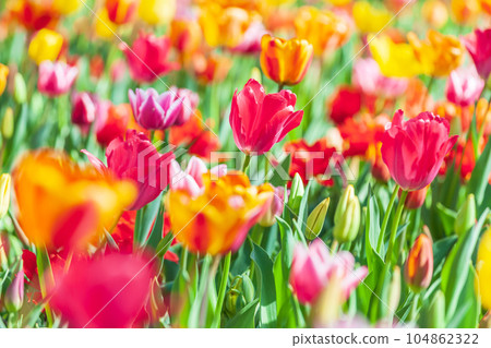 鬱金香國家昭和紀念公園 104862322