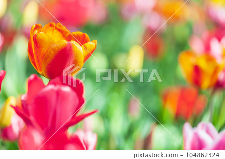Tulip National Showa Memorial Park 104862324