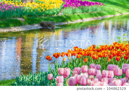 昭和紀念公園色彩繽紛的鬱金香花田 104862329