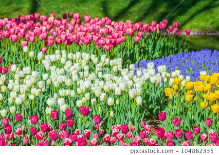 昭和紀念公園色彩繽紛的鬱金香花田 104862335