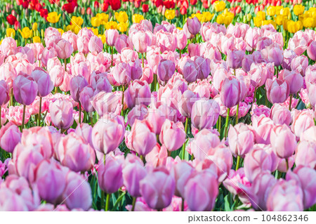 鬱金香國家昭和紀念公園 104862346