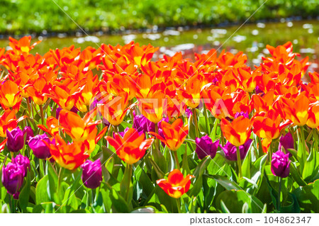 鬱金香國家昭和紀念公園 104862347