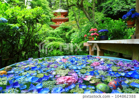 Hydrangea Flower, Gansenji Temple, Kyoto Prefecture 104862388