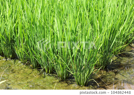 Rural landscape 104862448