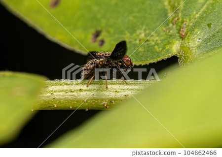 Adult Picture-winged Fly 104862466