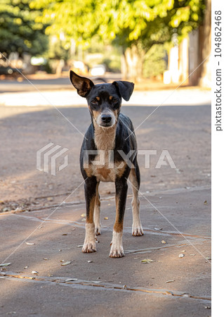 animal mammal dog abandoned 104862468