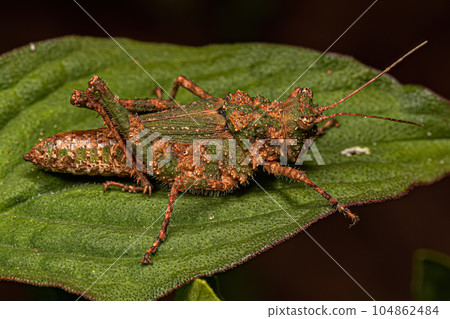 Short-horned Grasshopper Insect Short-horned Grasshopper Insect 104862484