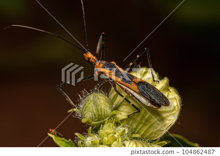 Milkweed Assassin Bug Milkweed Assassin Bug 104862487