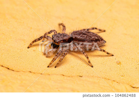 Adult Female Gray Wall Jumping Spider 104862488