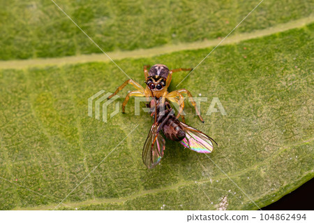 Small Jumping Spider of the Genus Frigga Small Jumping Spider of the Genus Frigga 104862494