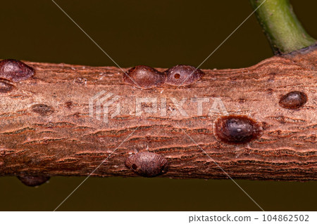 Small Scale Insects 104862502