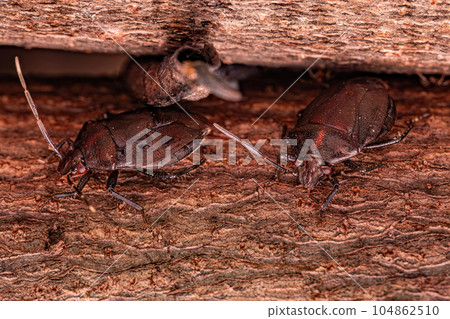 Adult Stink bug Adult Stink bug 104862510