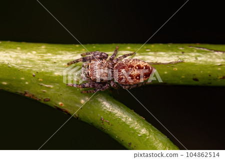 Small Jumping Spider 104862514
