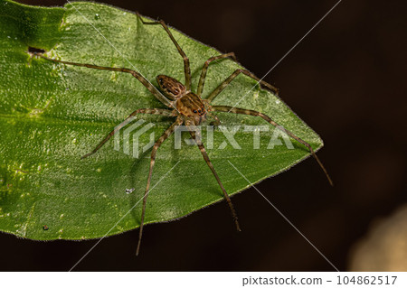 Small Nursery Web Spider Small Nursery Web Spider 104862517