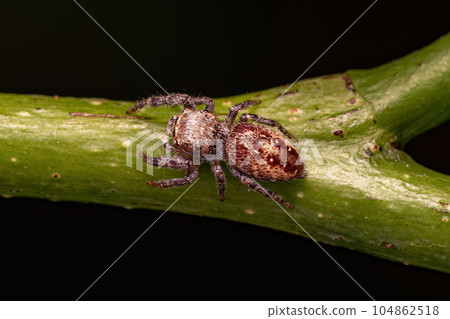 Small Jumping Spider 104862518
