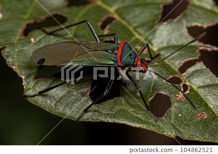 Leaf footed Bug Nymph Leaf footed Bug Nymph 104862521