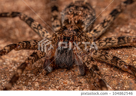 Adult Wandering Spider Adult Wandering Spider 104862546