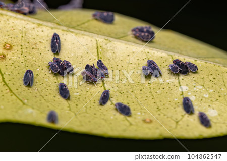 Adult Citrus Black Fly Insect Adult Citrus Black Fly Insect 104862547