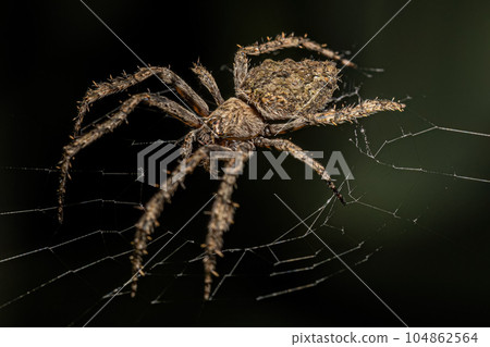 Small Orbweaver Spider Small Orbweaver Spider 104862564