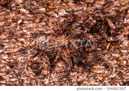 Small Beetle Larva Small Beetle Larva 104862567