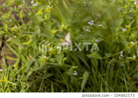 Adult White Peacock Moth 104862573